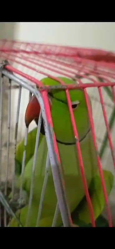 GREEN RINGNECK FACE TO FACE TALKING HAND TAMED MALE 4