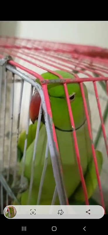 GREEN RINGNECK FACE TO FACE TALKING HAND TAMED MALE 5