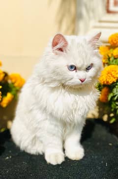 Persian cat 6 month old for sale