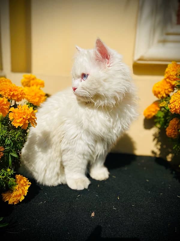 Persian cat 6 month old for sale 1