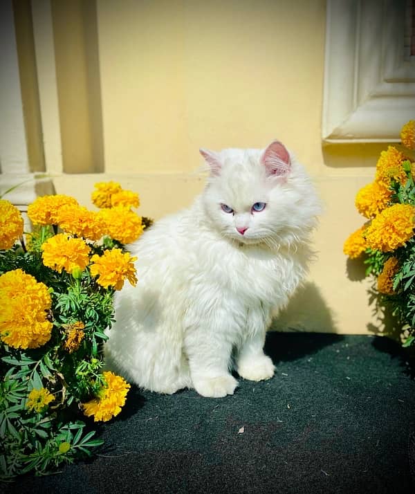 Persian cat 6 month old for sale 2