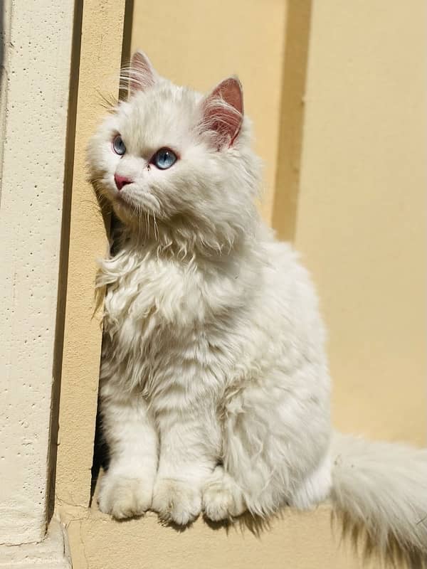 Persian cat 6 month old for sale 3