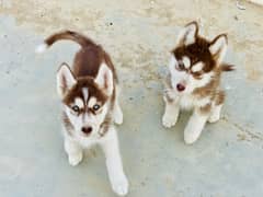 Brown Husky 2 females