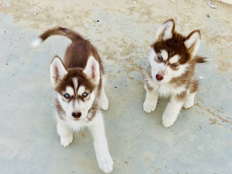 Brown Husky 2 females 0