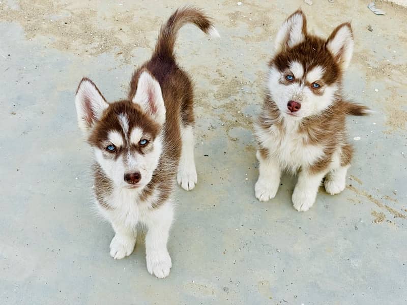 Brown Husky 2 females 1