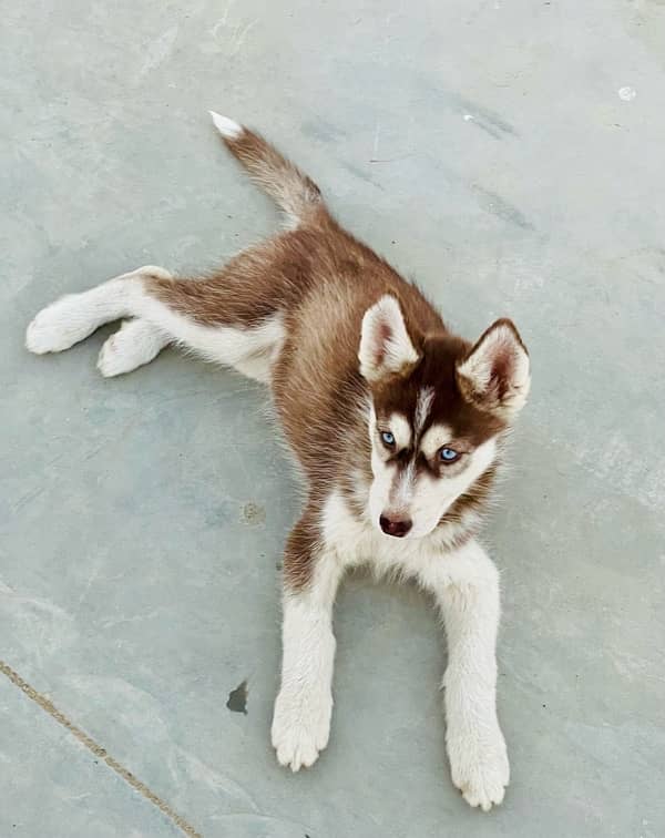 Brown Husky 2 females 2