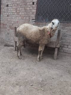 2 dant mundara chatra for sale Qurbani 2025 Healthy and Active