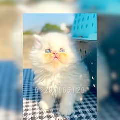 Quality Persian Kitten Available