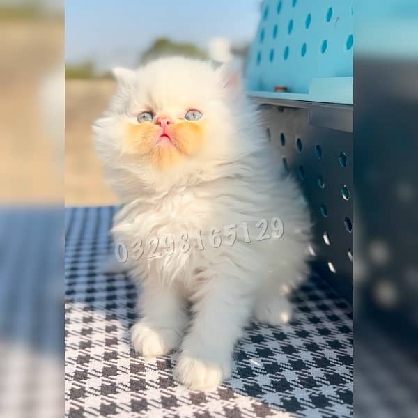 Quality Persian Kitten Available 1