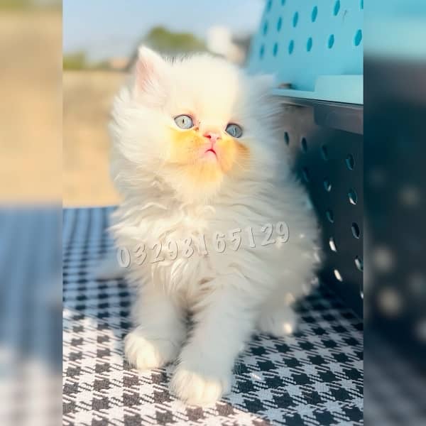 Quality Persian Kitten Available 2