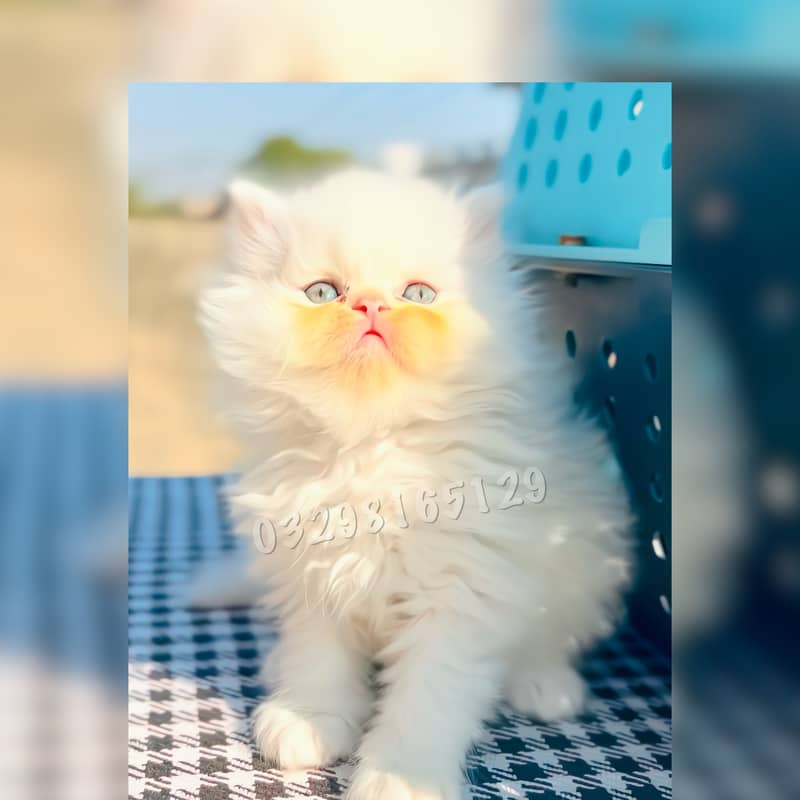 Quality Persian Kitten Available 4