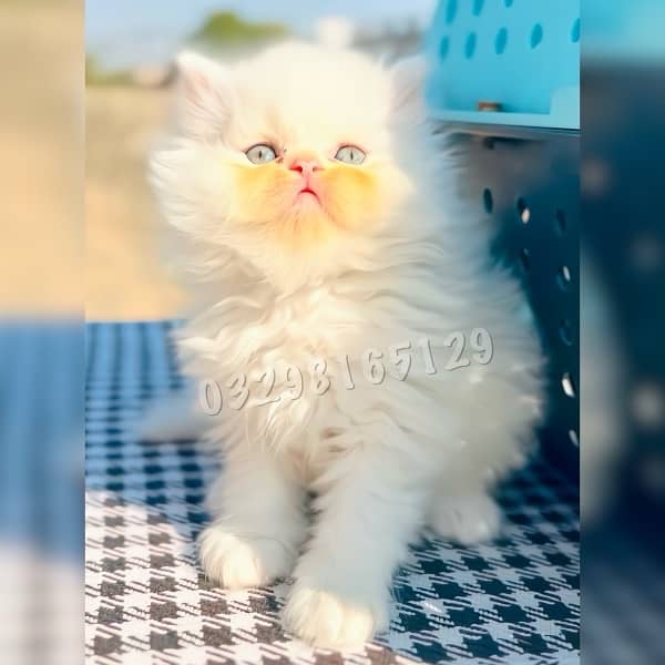 Quality Persian Kitten Available 5