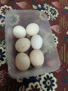 desi eggs