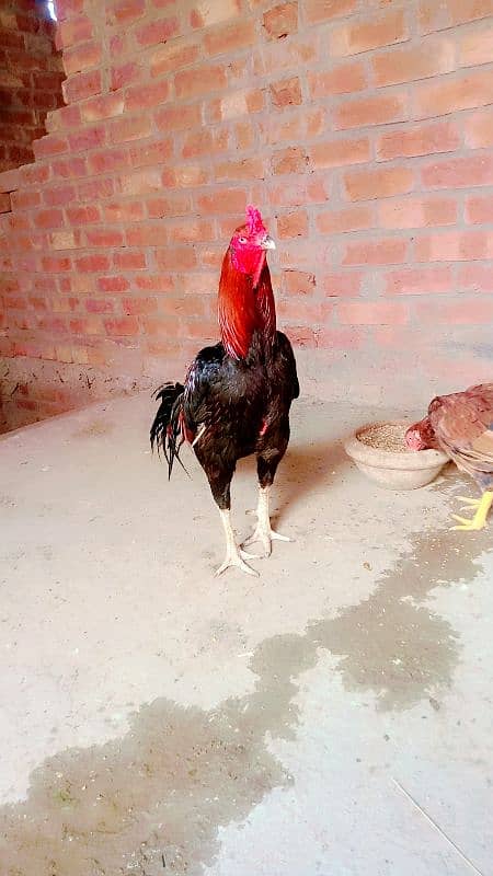 Lakha Murgh For Sale 1