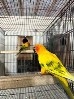 sun conure pair