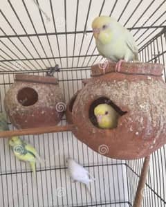 Australian parrot breeder pair