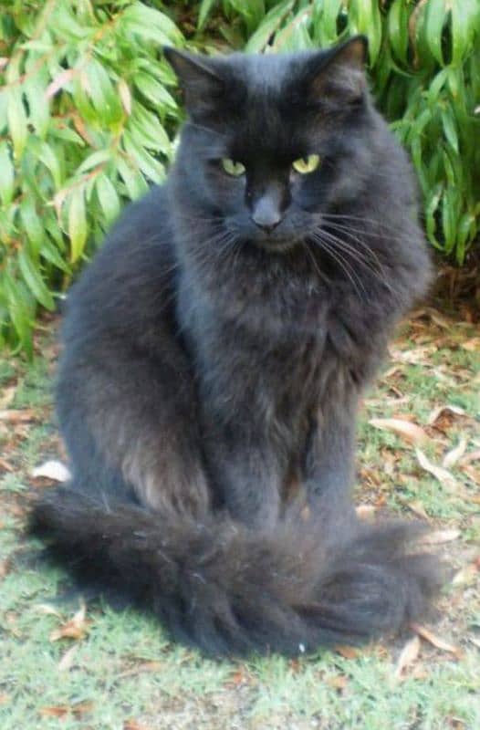 Persian rare Jet Black Cat 0