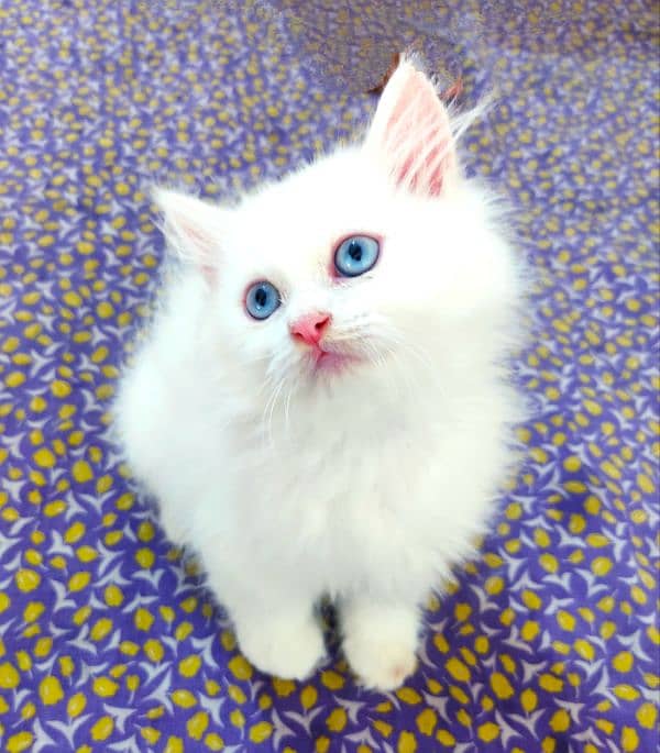 Blue eyes persian kitten 0