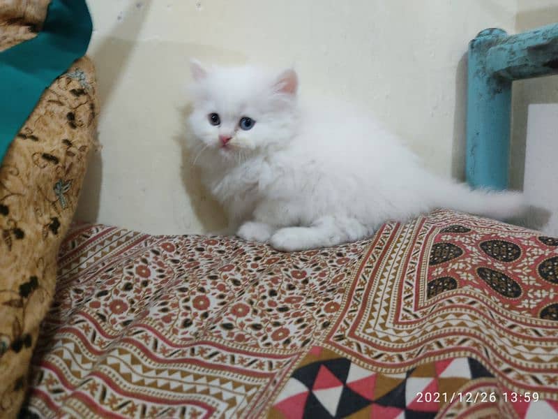 Blue eyes persian kitten 1