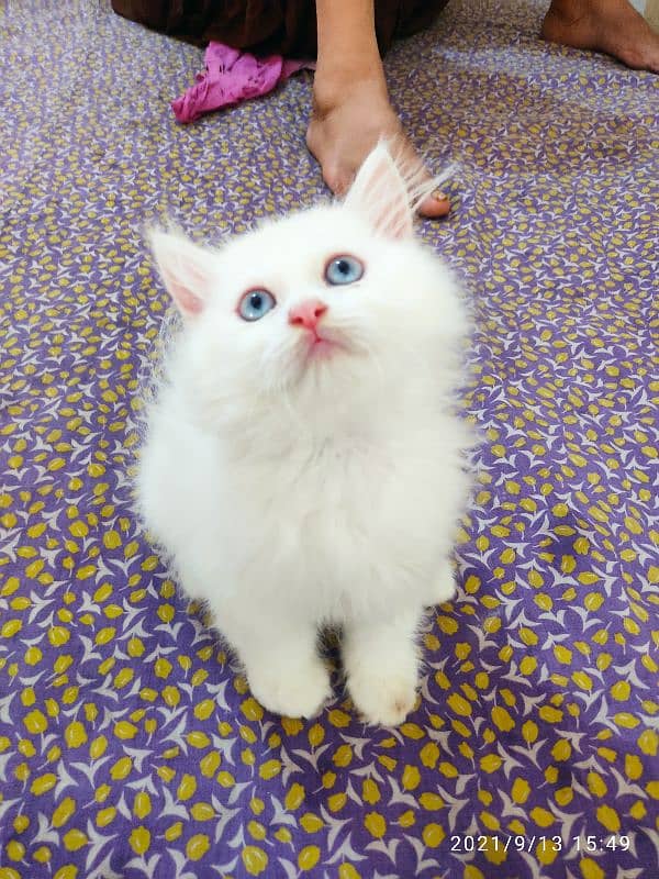 Blue eyes persian kitten 2