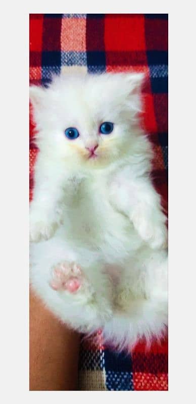 Blue eyes persian kitten 3