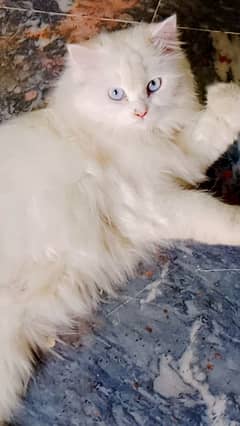 Persian cat  Female  1 year 3 month  Vaccinated  Grey colour eyes