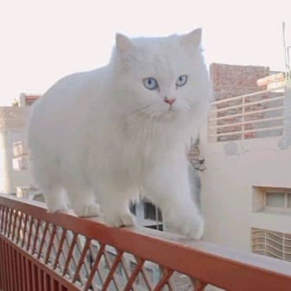 Persian cat  Female  1 year 3 month  Vaccinated  Grey colour eyes 2