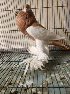 Yellow Magpie Breeder Female