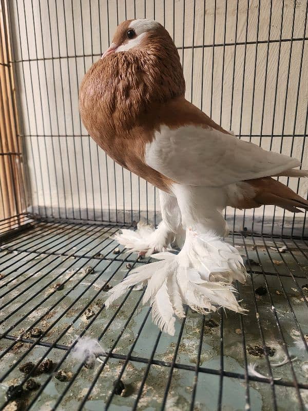 Yellow Magpie Breeder Female 1