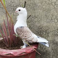 Setinet fancy pigeon pair