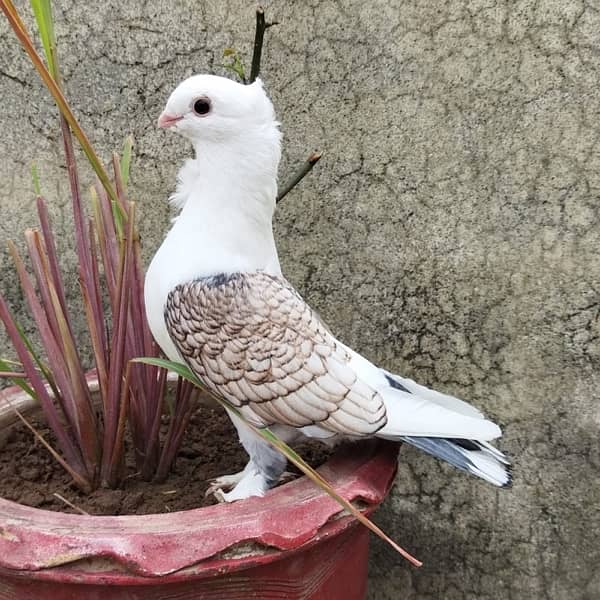 Setinet fancy pigeon pair 0