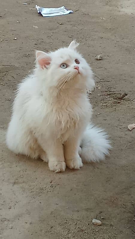 odd eyes beautiful Persian kitten 0