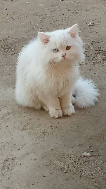 odd eyes beautiful Persian kitten 1