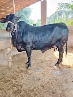 Best Qurbani Cows/Bachia/Padey/Bachrrey for Sale