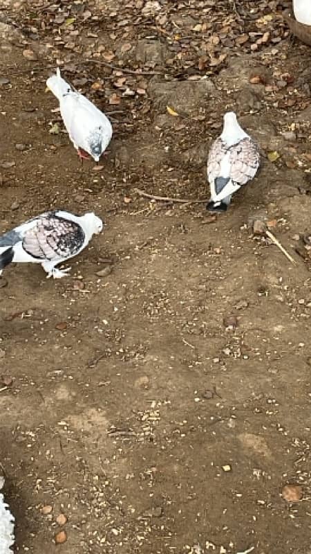 bredee pair 0