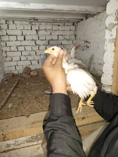 white Shamo chicks for sale Good quality