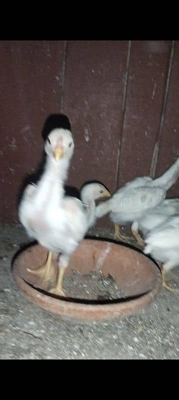 white Shamo chicks for sale Good quality 1