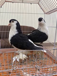 German Sharazi King size breeder pair