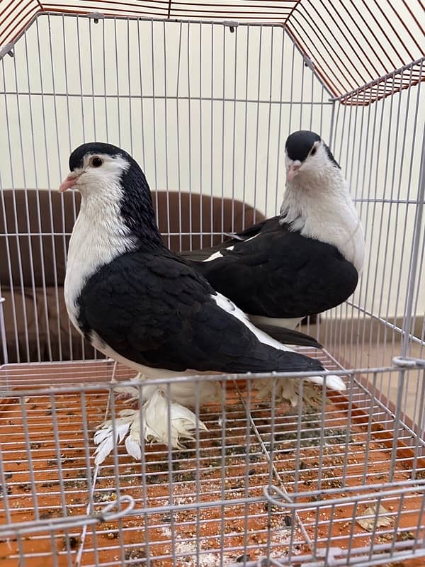 German Sharazi King size breeder pair 0