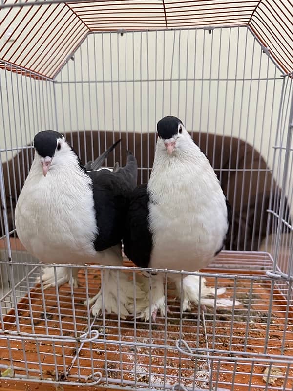 German Sharazi King size breeder pair 1