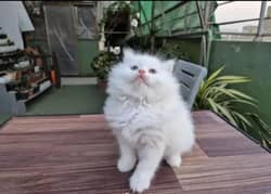 Persian White Male Kitten Cat Babby Kitten Triple coated