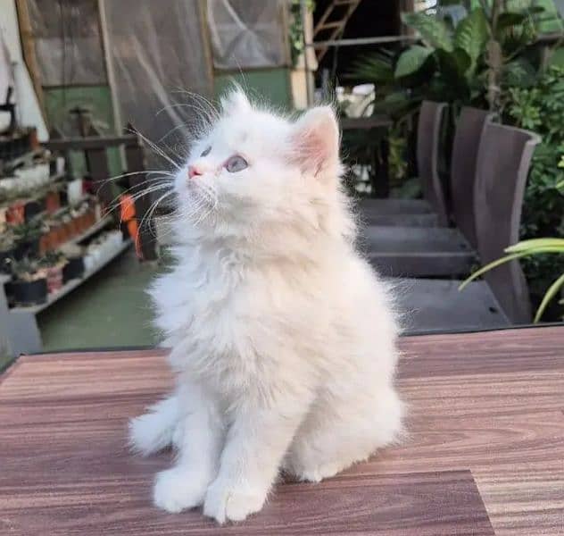 Persian White Male Kitten Cat Babby Kitten Triple coated 1