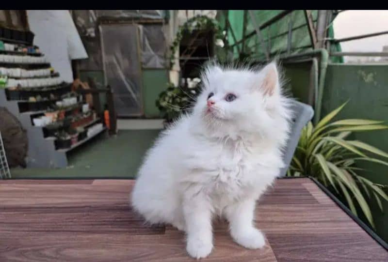 Persian White Male Kitten Cat Babby Kitten Triple coated 2