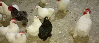 bantam chickens pair