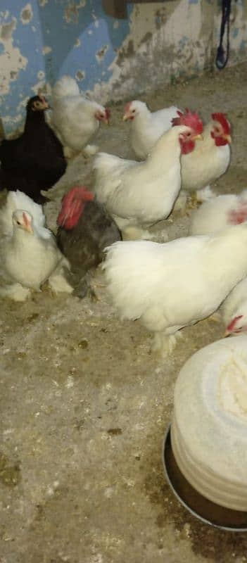 white bantam 7