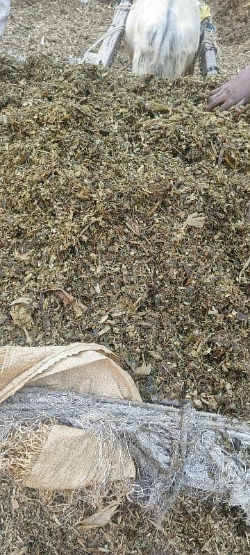 silage 0