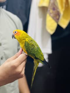 Fully tamed Sun conure