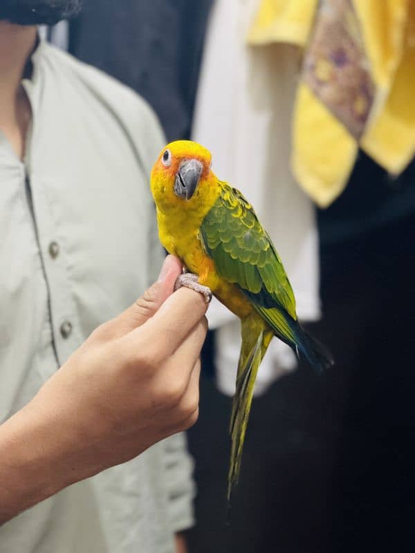 Fully tamed Sun conure 1