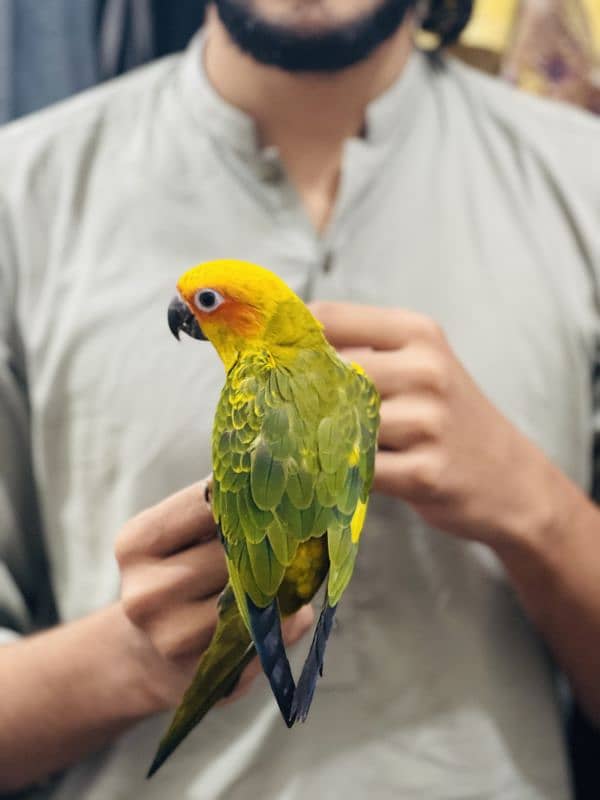 Fully tamed Sun conure 2