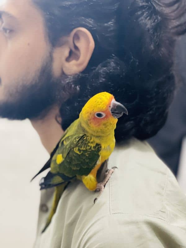 Fully tamed Sun conure 3